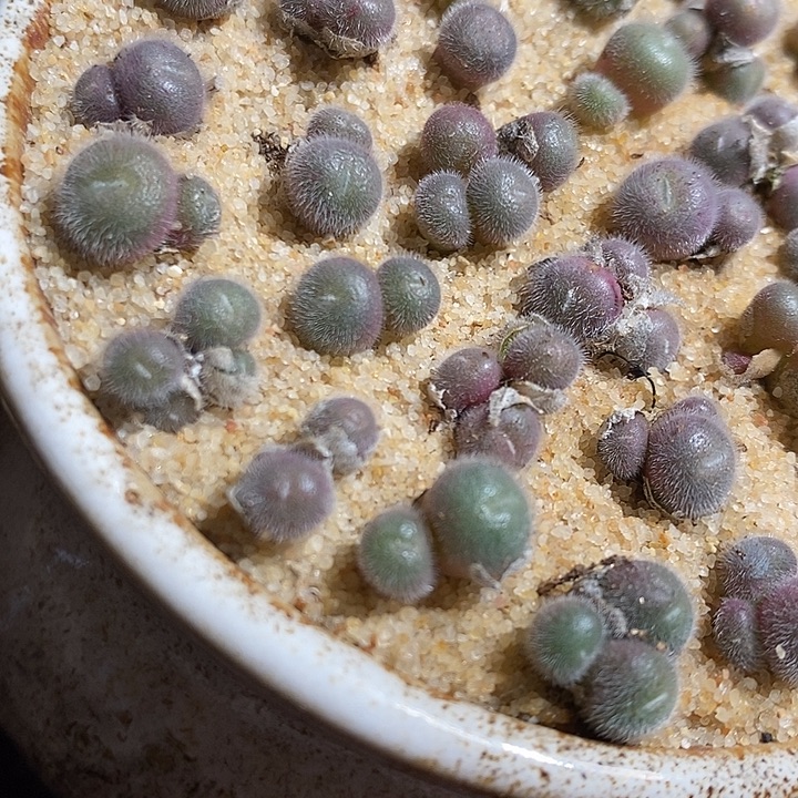 一颗双头园艺毛球。   