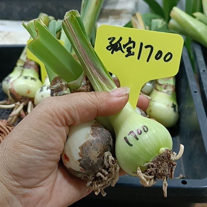 无花朵孤宝1700/3-4发一个