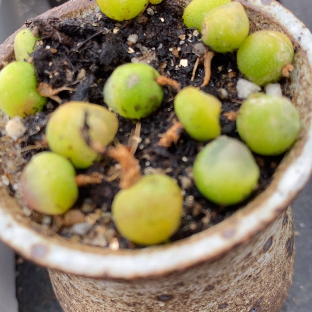 拉登一颗0.6-0.8厘米