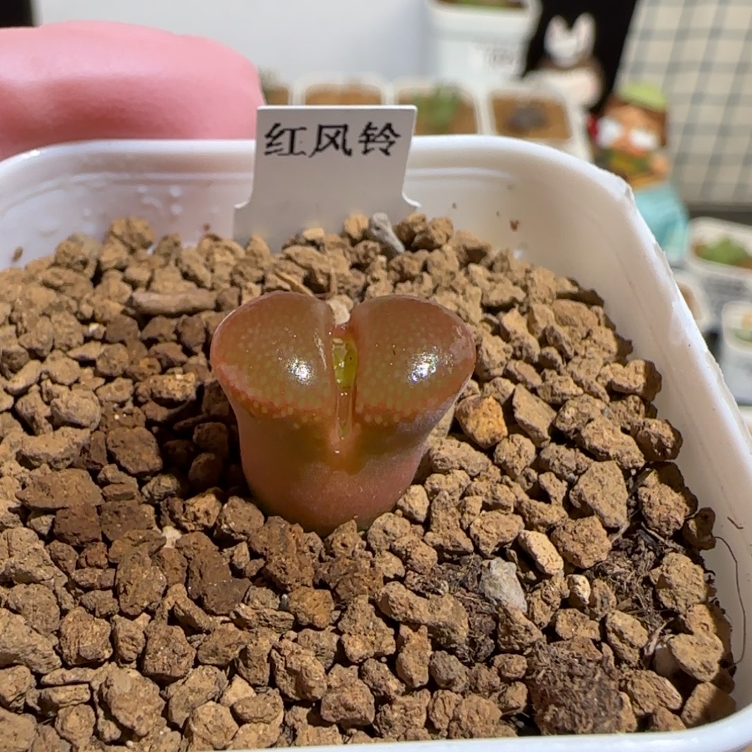 D****肉锥多肉植物百科-红风铃1311