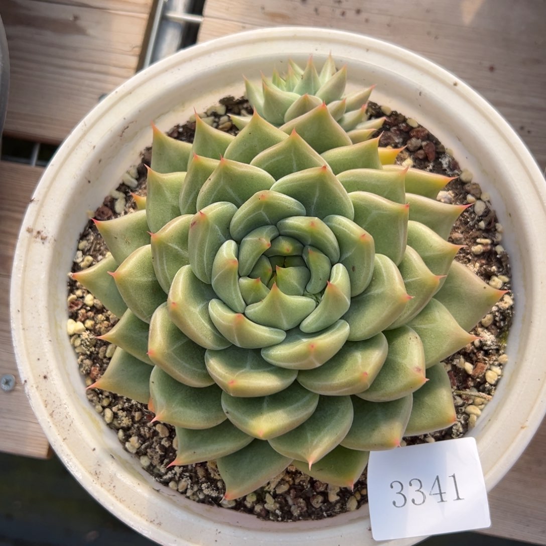 沐*3341肉肉肉肉肉