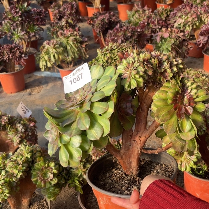 柠****1067，抹茶缀不包邮