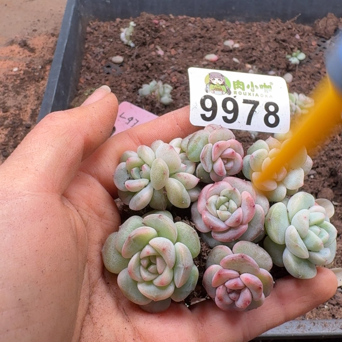 多肉植物多肉植物