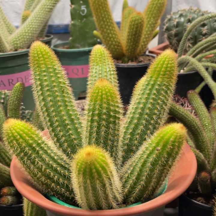 双色金妞群一物一拍1