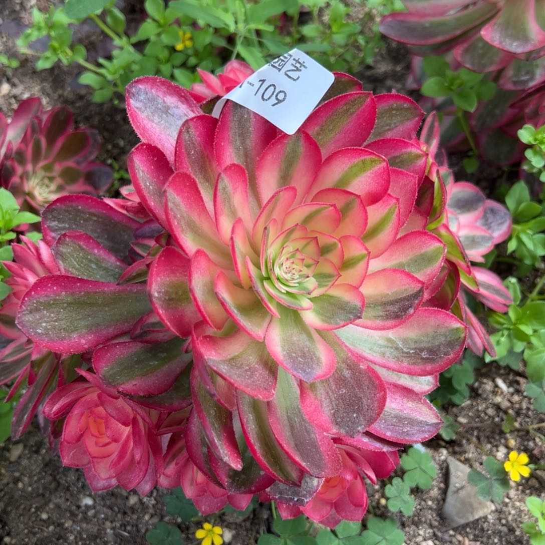 荔枝多肉植物109