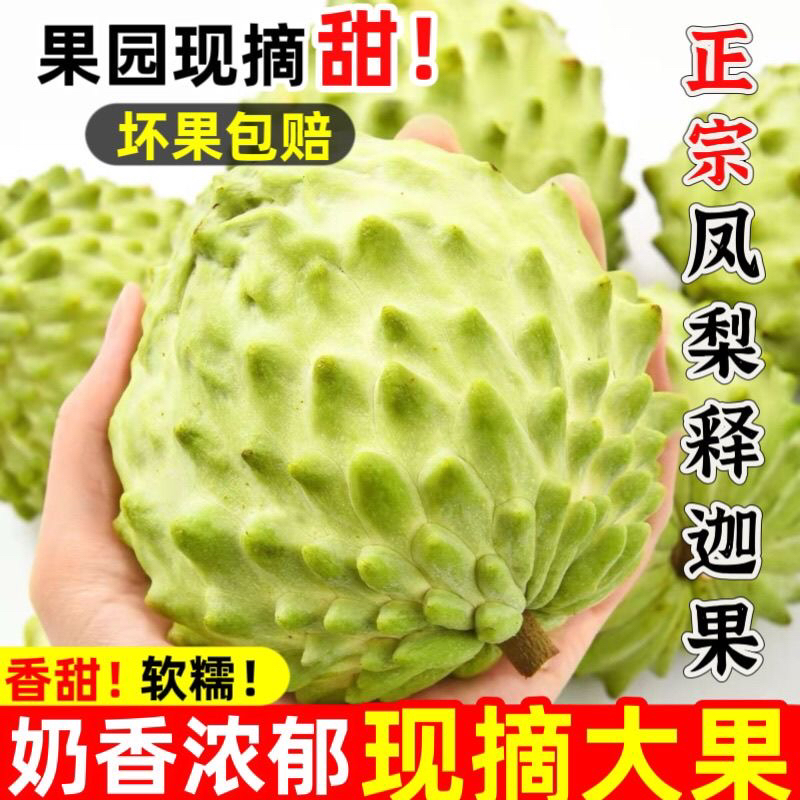 新鲜凤梨释迦鲜牛奶整箱牛奶摩尼果热带大果当季番荔枝佛头水果