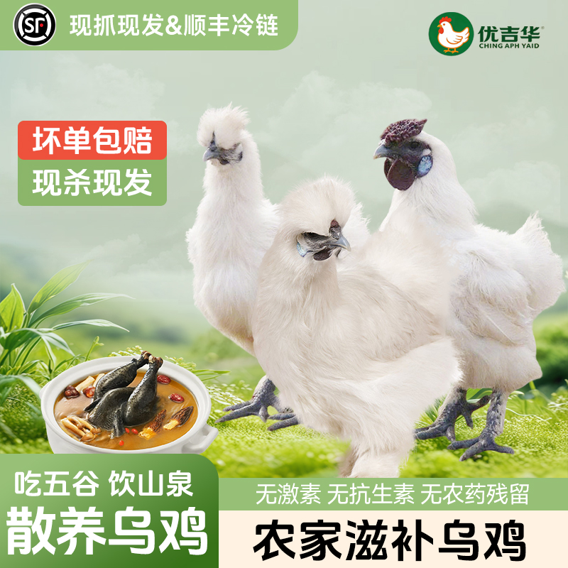 散养白凤乌鸡当天现杀冷链运输  单只4斤及以上 包冰率不含冰