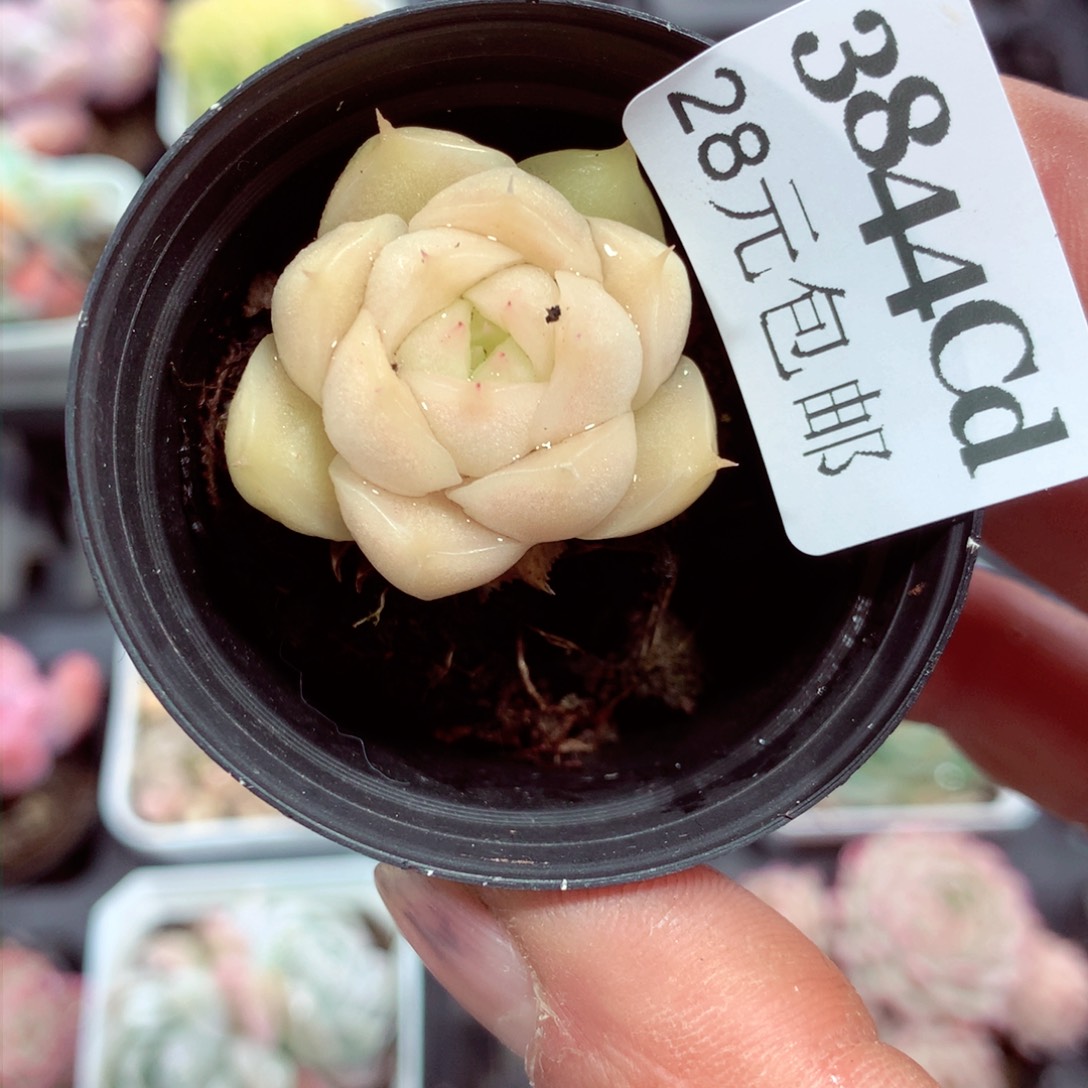 5厘米盆精控多肉3844