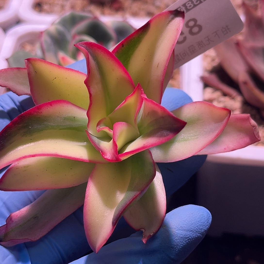 失***控尚品园艺福利锦头盖8515