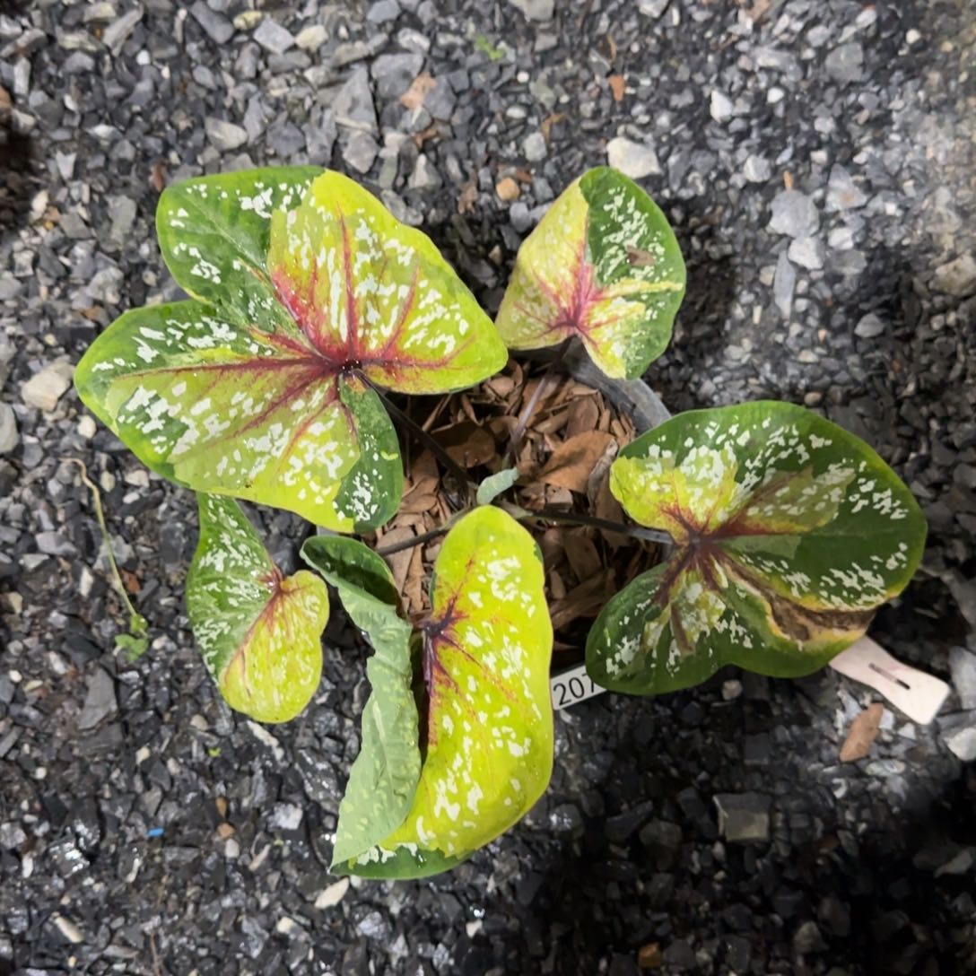 207-0814泰国发货野蜂飞舞