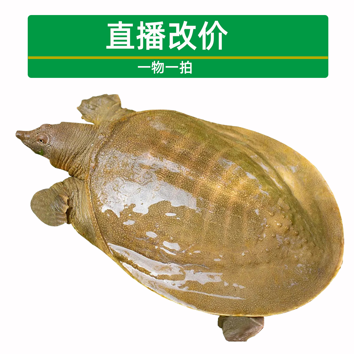 外塘生态甲鱼青黄背黄油水鱼洞庭湖散养团鱼