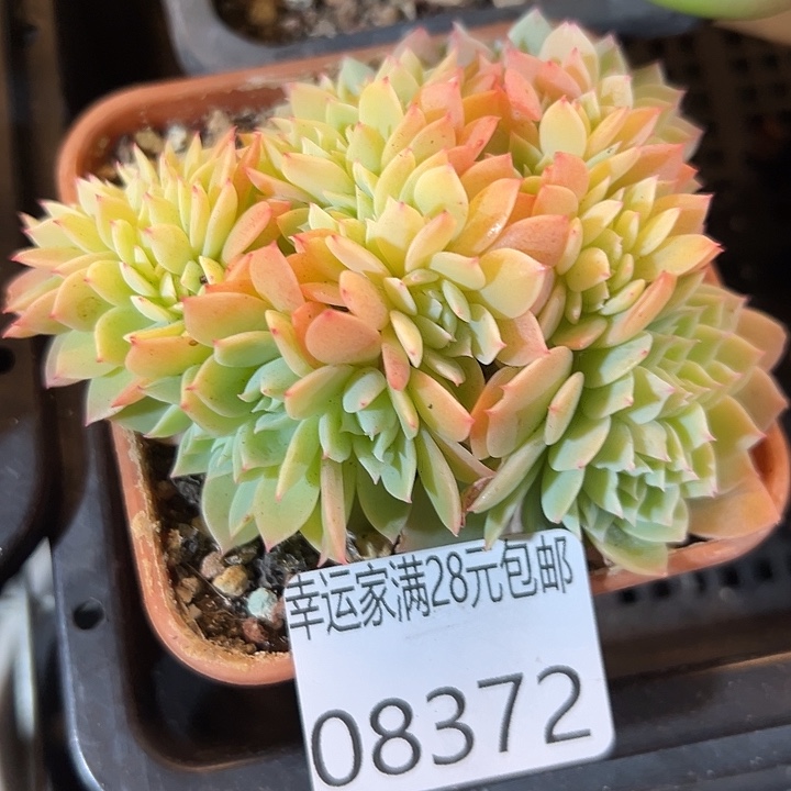 幸运的是我还在努力幸运