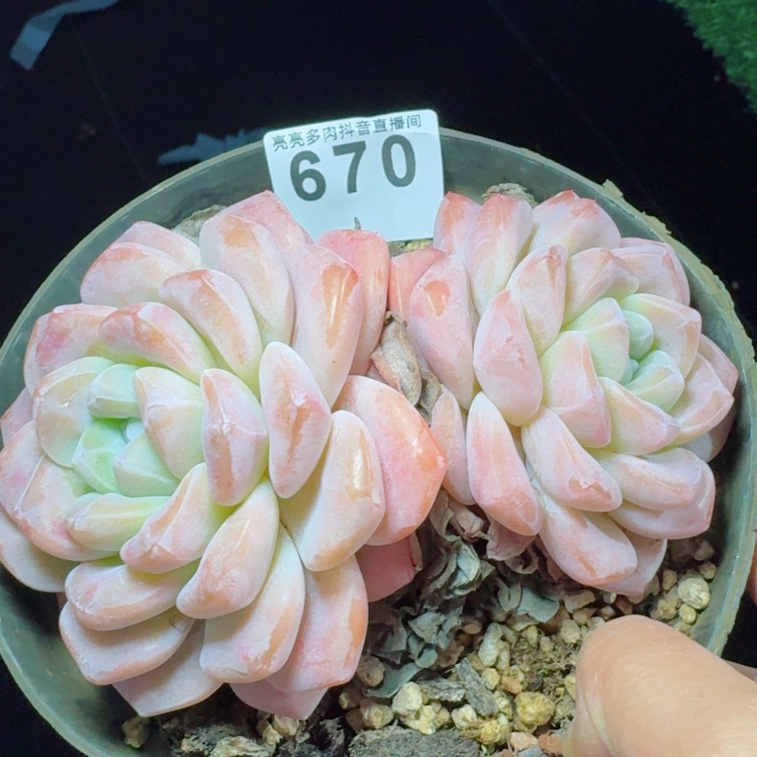 长腿冰玉         多肉植物