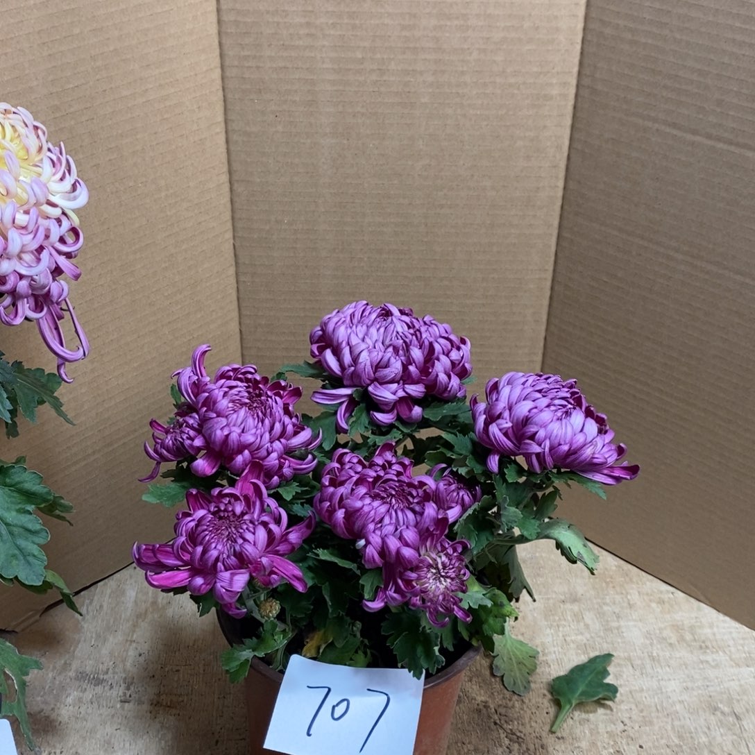 完全开放000000707