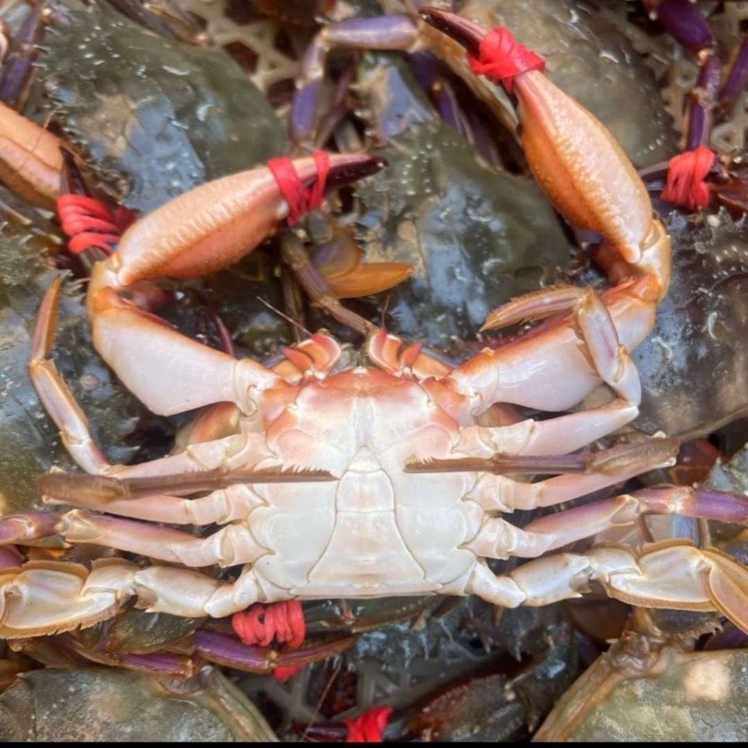 【保鲜不保活】赤甲红3斤 单只1.5两左右一斤7个左右 