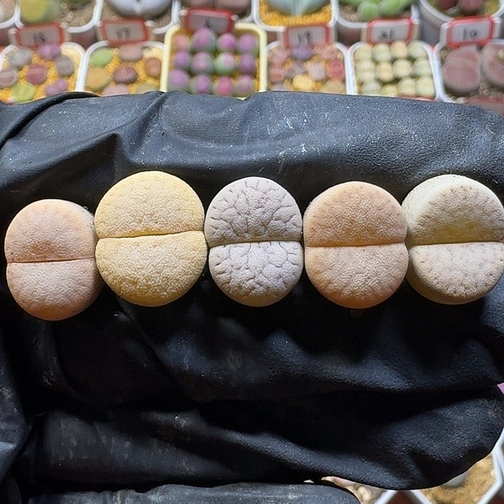 生石花1222222。  251