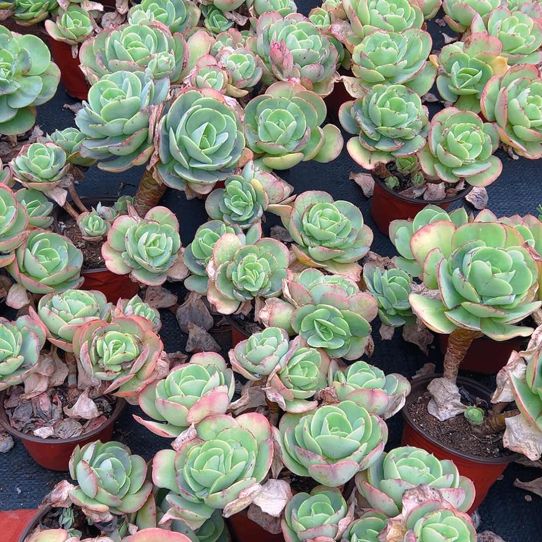 碧桃6头起，满18包邮