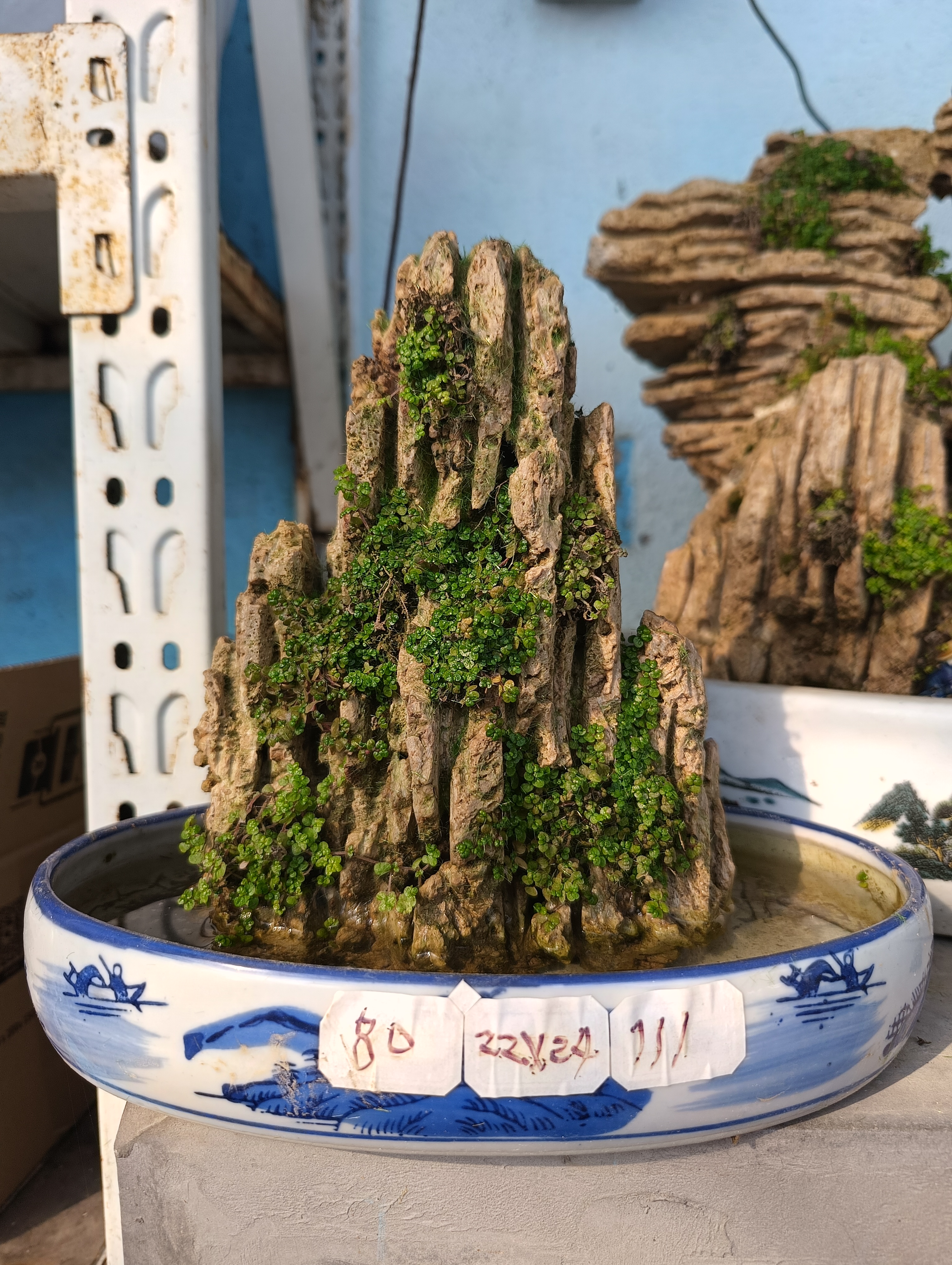   高22长24，吸水石绿植盆景