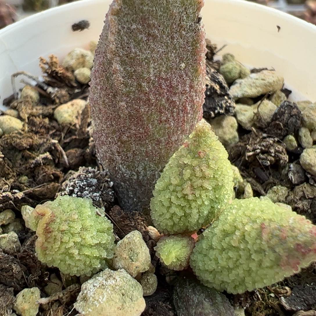 冰晶款底叶苗实生多肉植物水泡