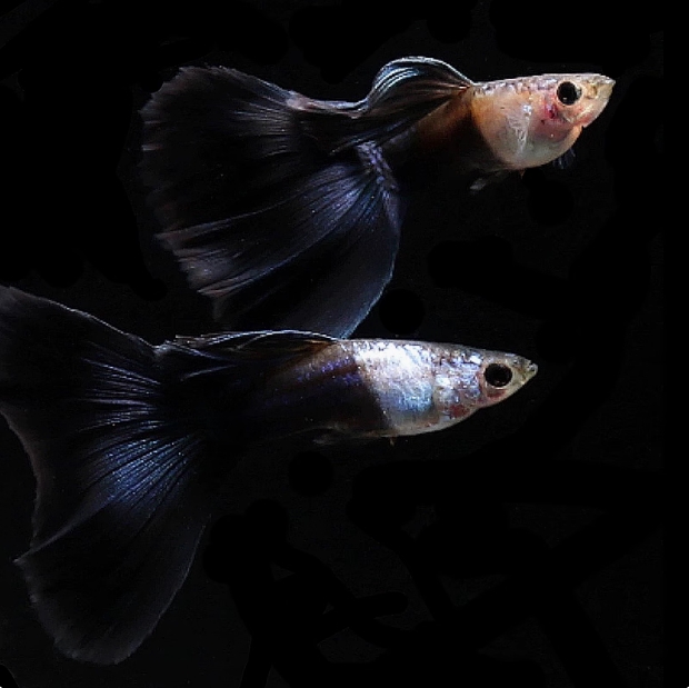 艾尔银蓝尾（1公3母，3送1备损共4条）