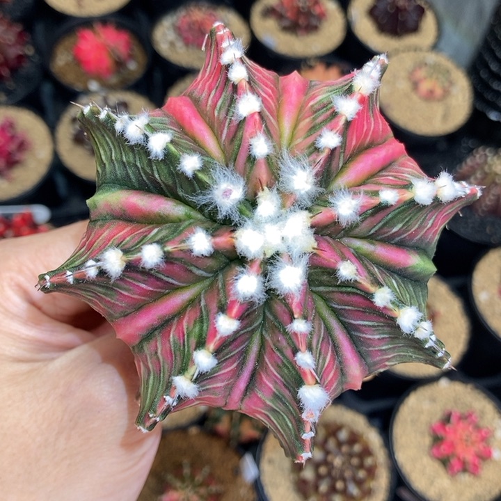 高绒福利 福利价