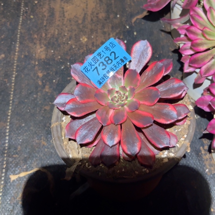 峡***明火烧云7382多肉植物