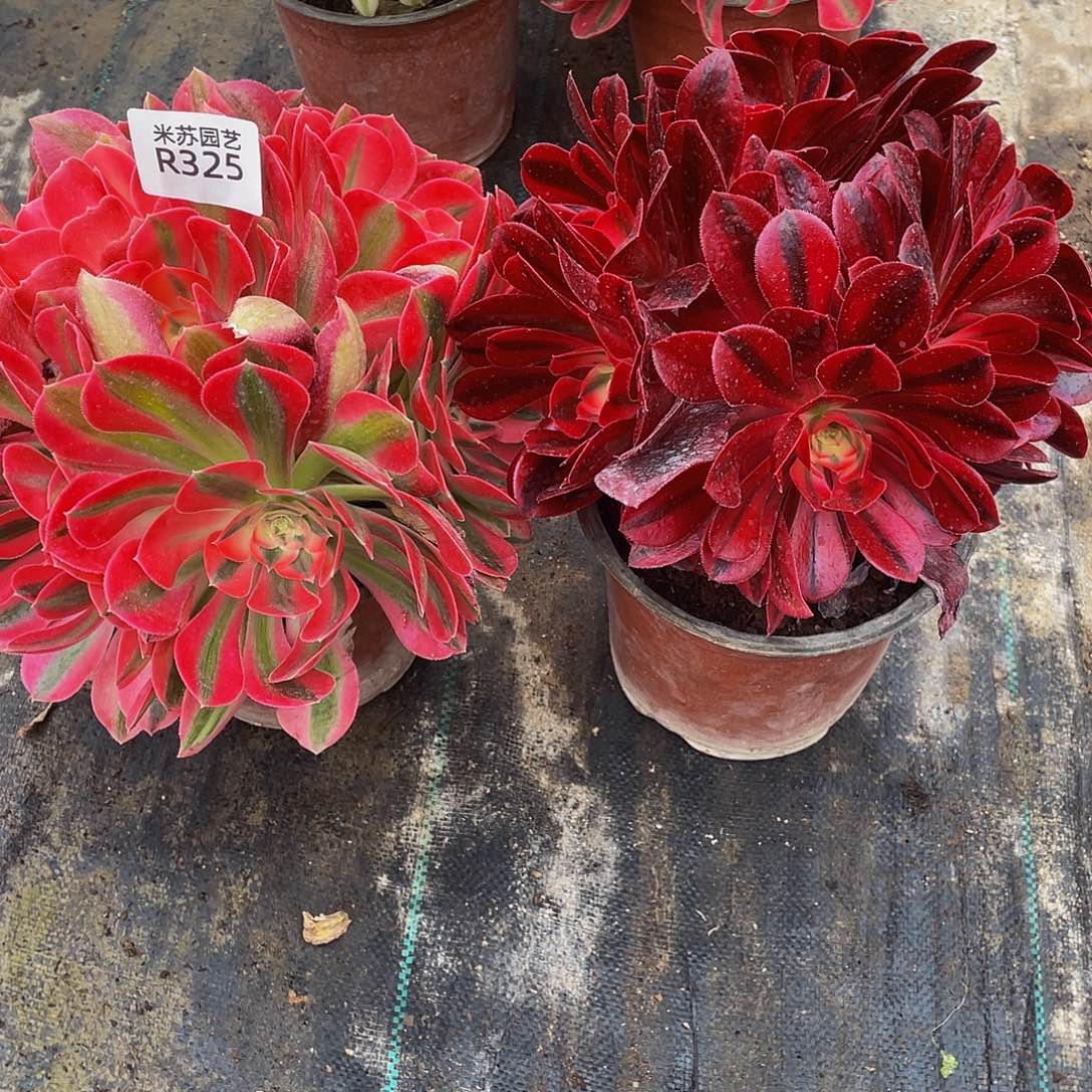 325女巫美杜莎绣球脱土发货