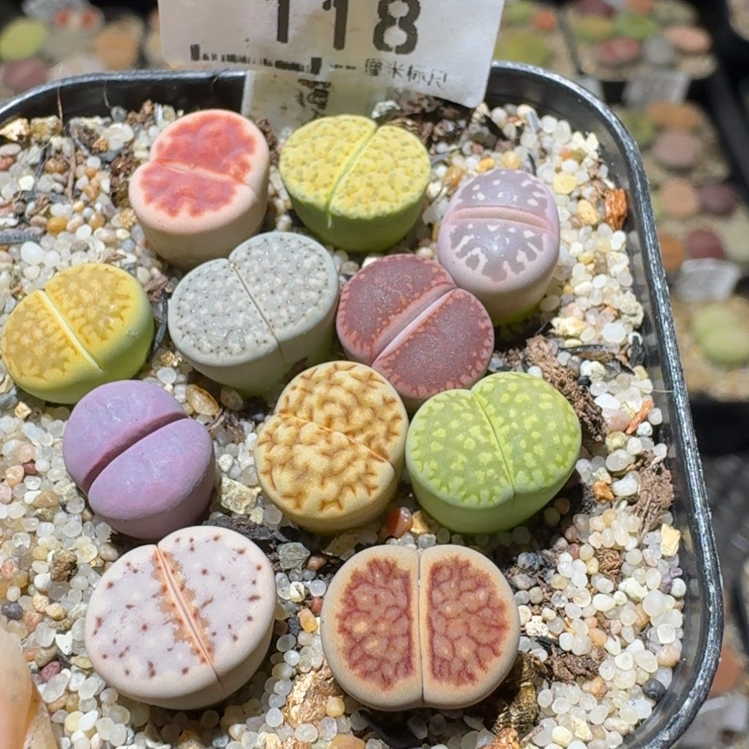 Sss清了便宜卖118