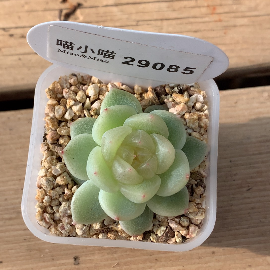 @***@多肉植物杂交珍妮