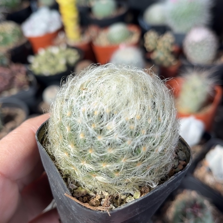 仙人球一物一拍实生