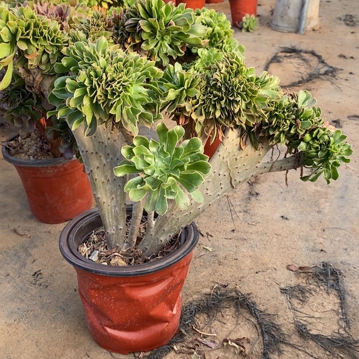 原始绿缀多肉植物22 