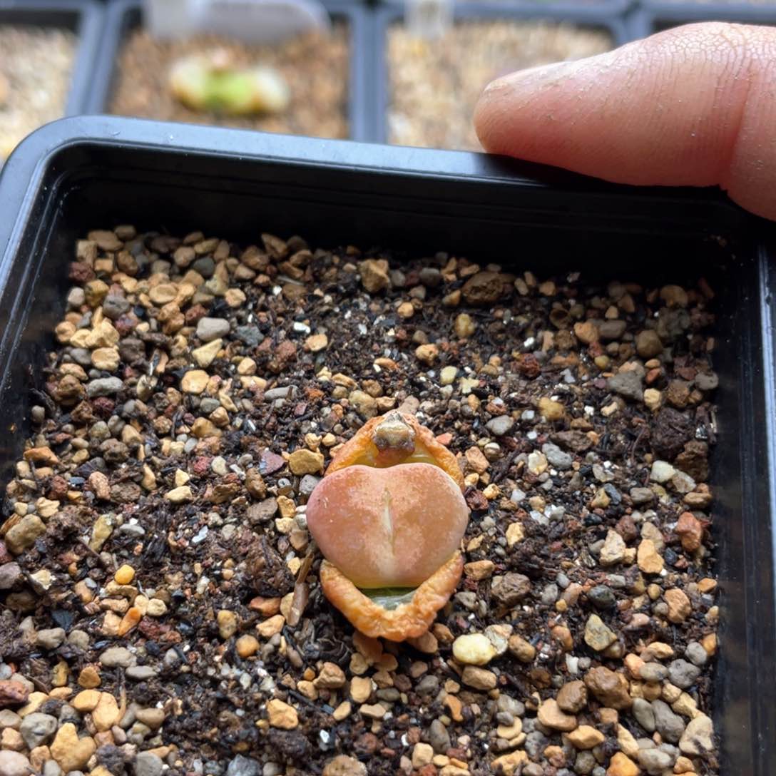 单头优选吕杂一棵