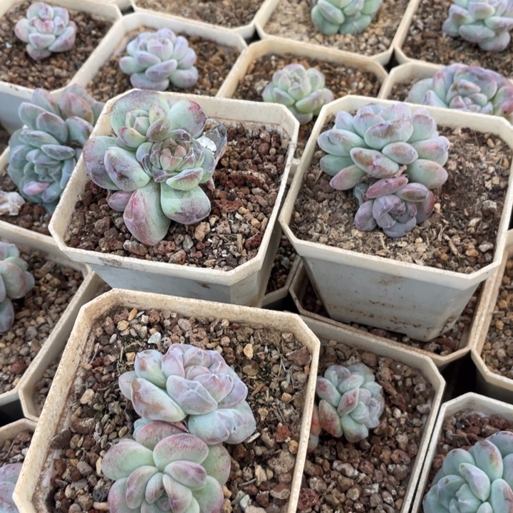 花***卷哈哈哈哈哈哈哈哈哈75