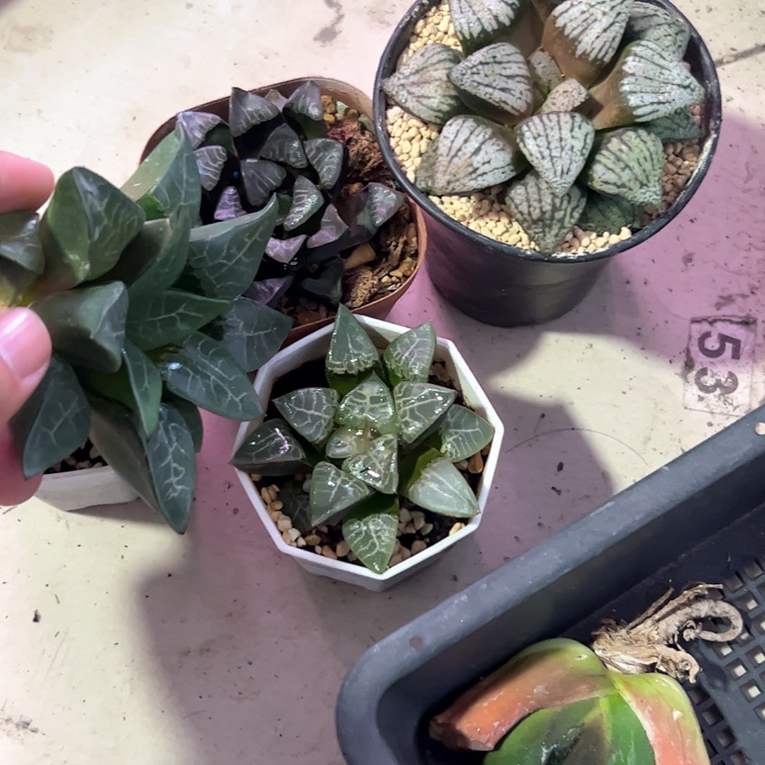 E***米超值组合五个一起