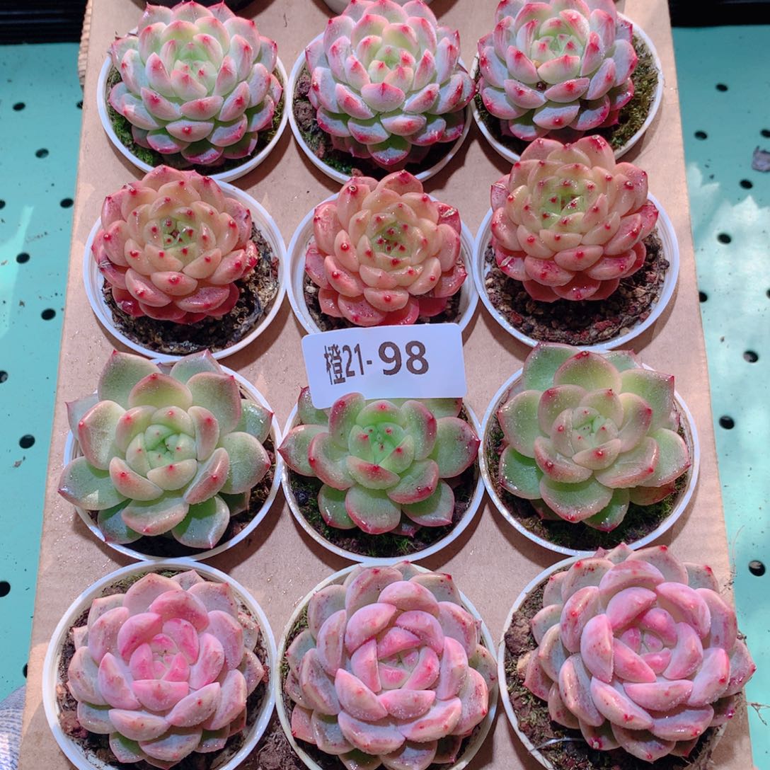 21-98一物一拍多肉带盆18颗