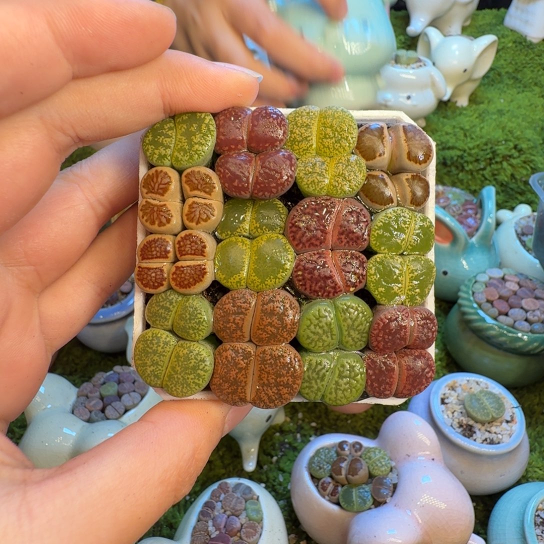 跳***跳多肉葡萄的味道1352