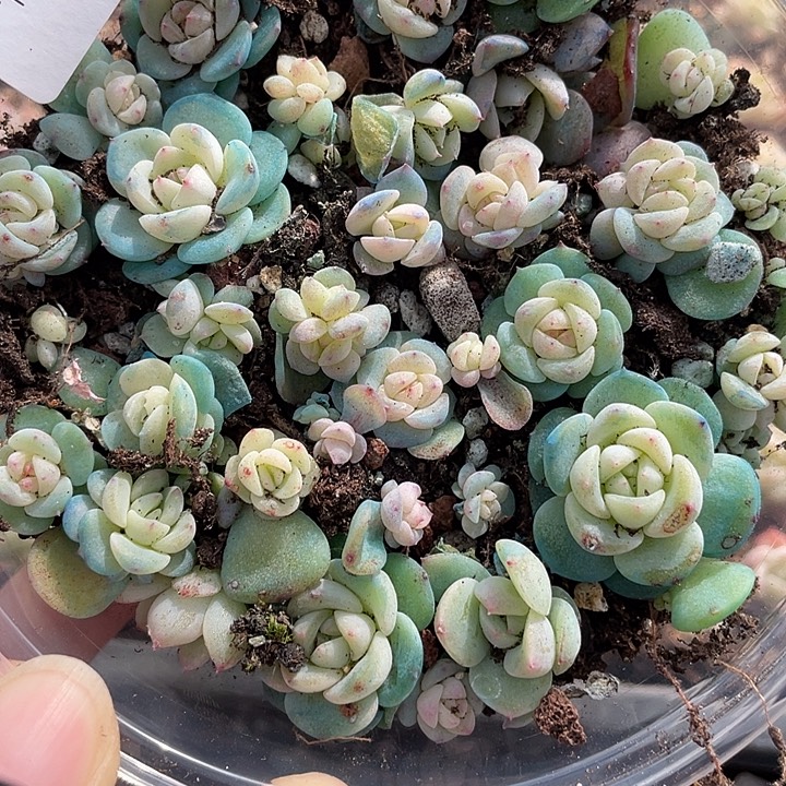 OTO多肉切糕优选dy2432