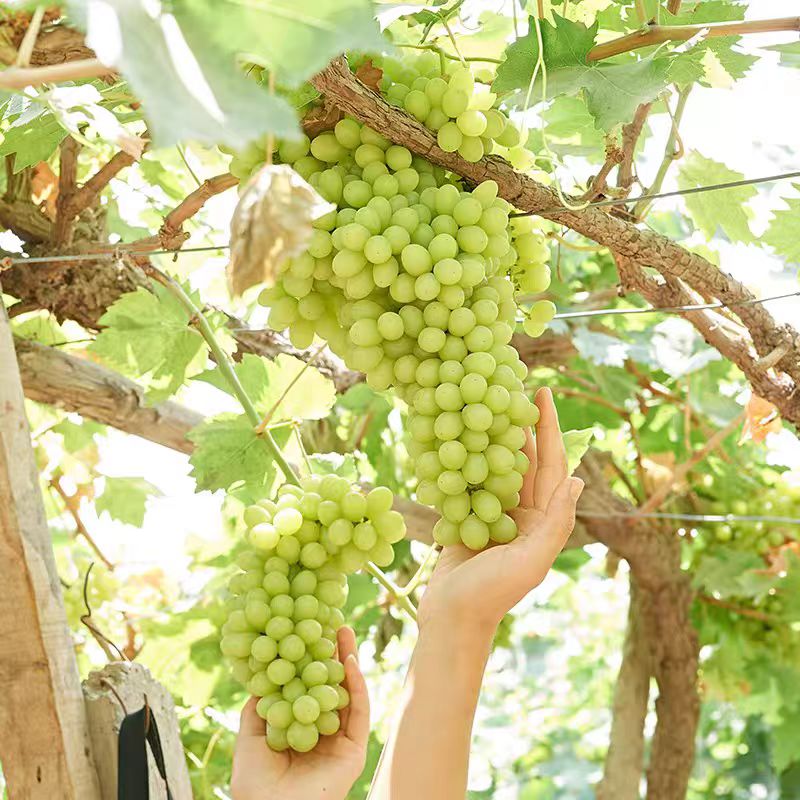 新疆葡萄吐鲁番无核白当季新鲜水果孕妇无籽青提葡萄新疆维吾尔自治区