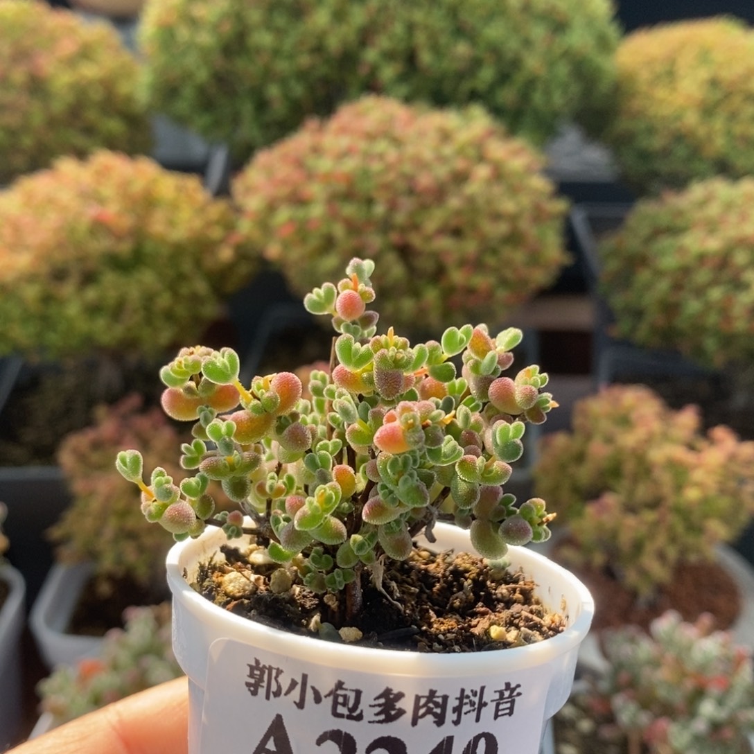 实生莱斯2240枝干番杏