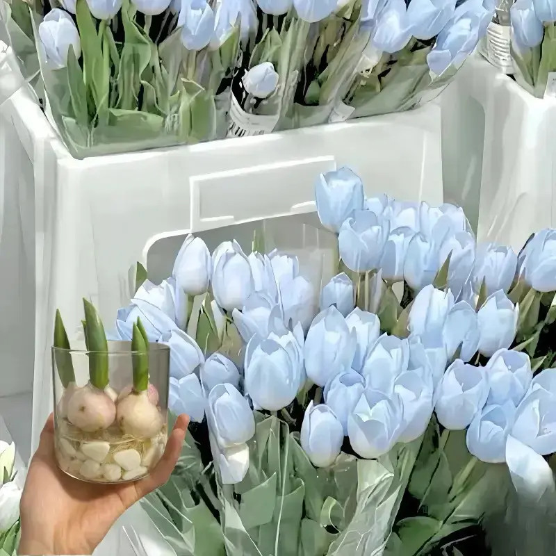 进口郁金香种球五度球易养花卉花种子可水培土养阳台庭院花园室内