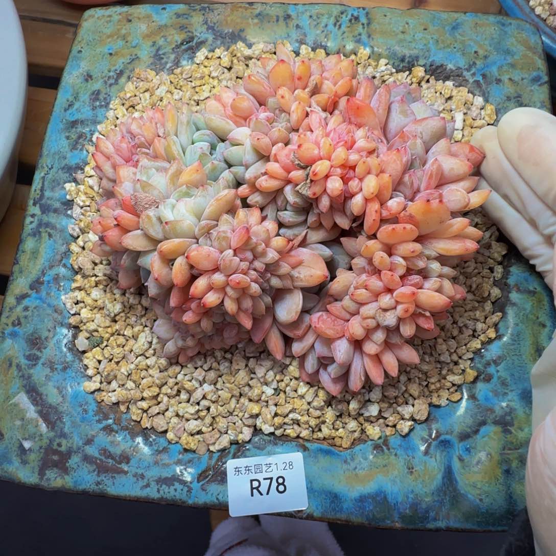 r r r r r r r r r 78