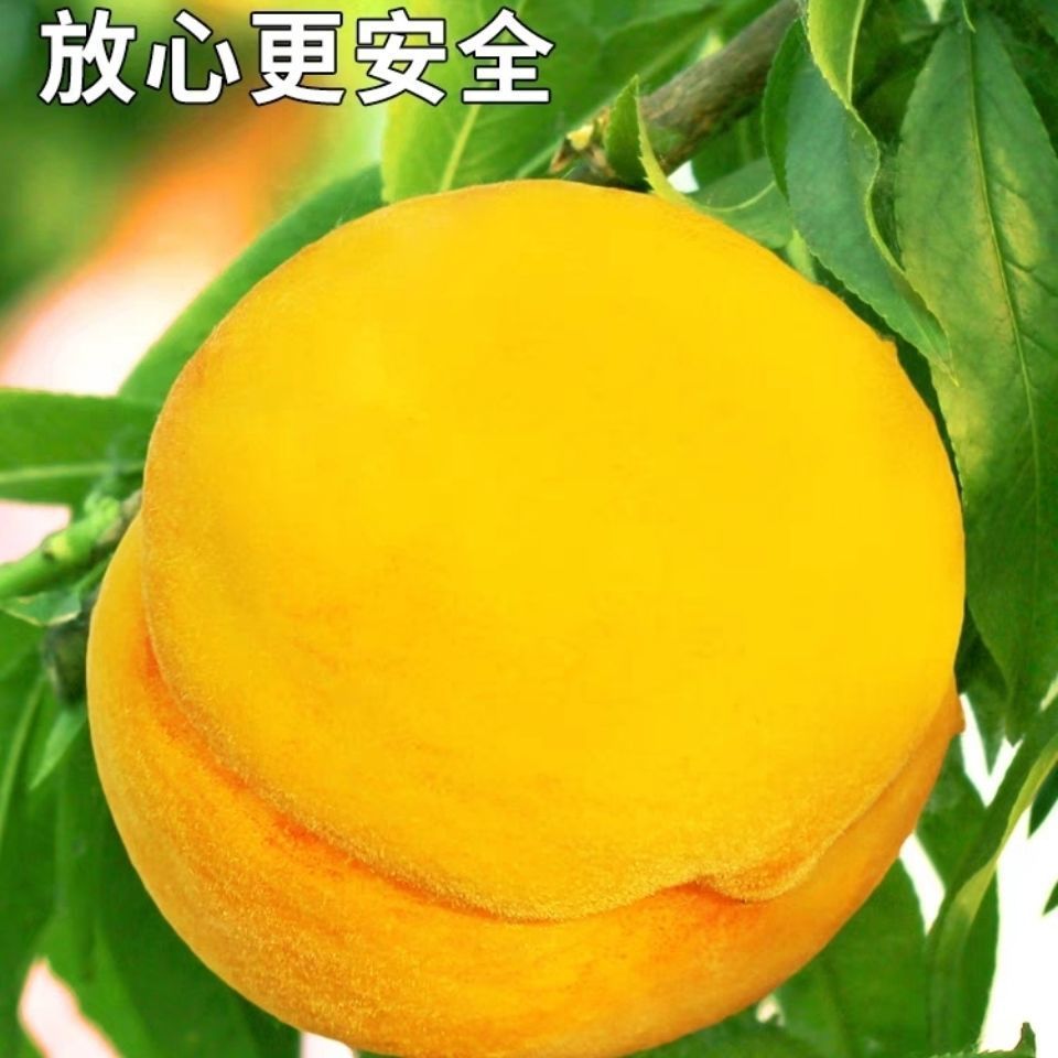 黄金蜜黄桃脆甜香甜江苏省
