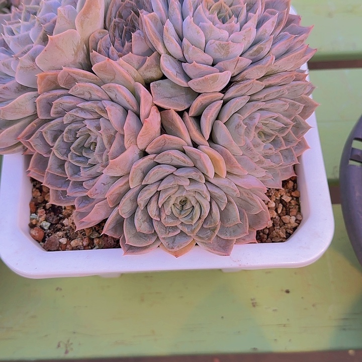 来***张1349杂交多肉植物