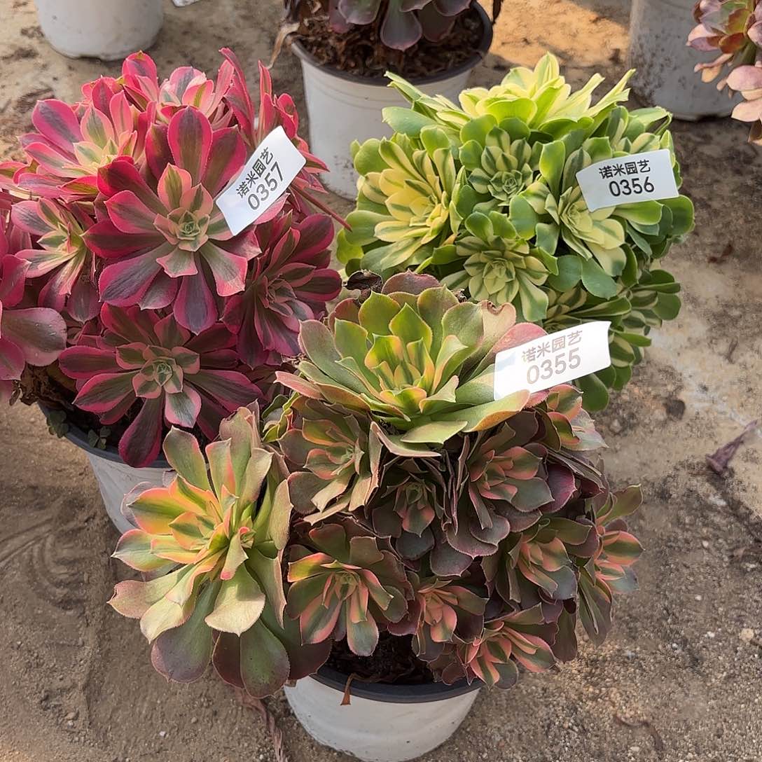蓝***亮女巫香妃新尼亚多肉植物355-56-57