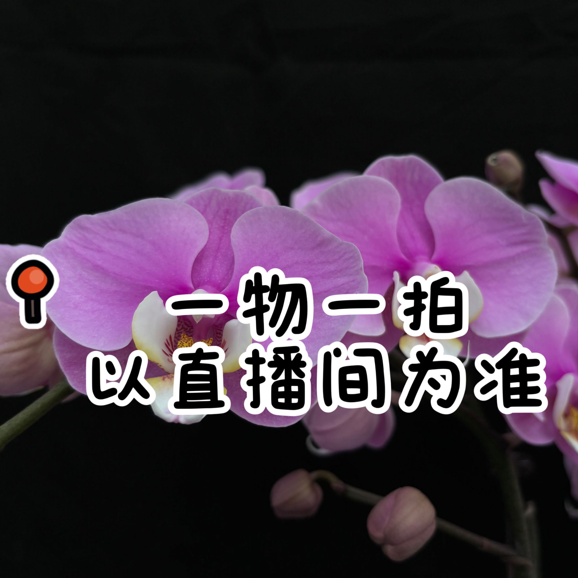 蝴蝶兰【一物一拍】扣号下单（201-300）