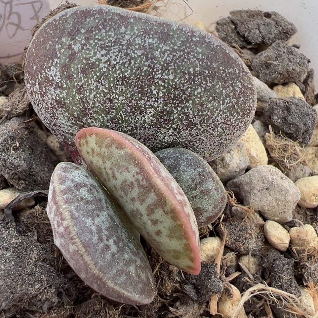 满斑花蛋大苗多肉植物水泡