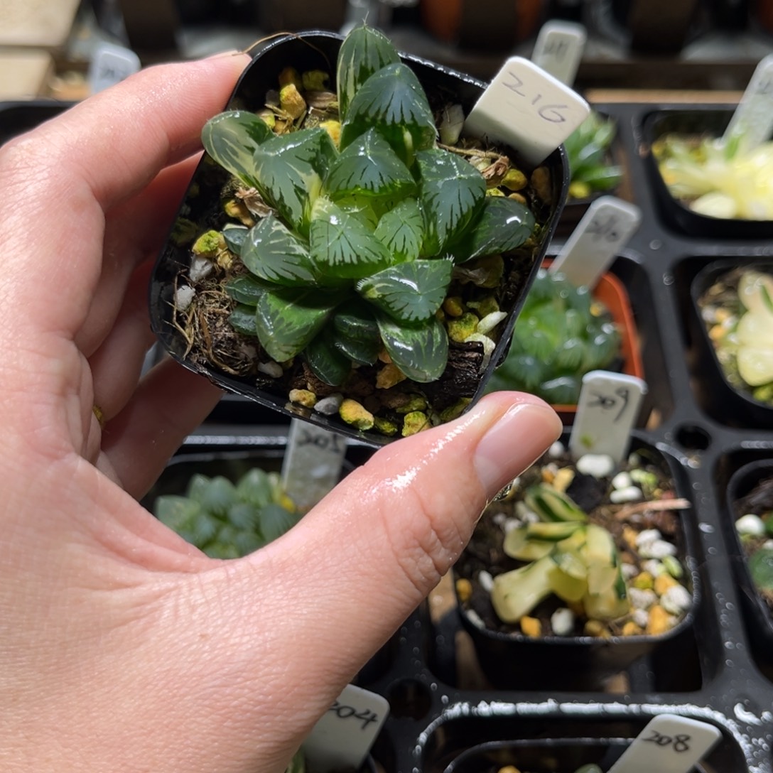 316夏沫玉露锦一物一拍