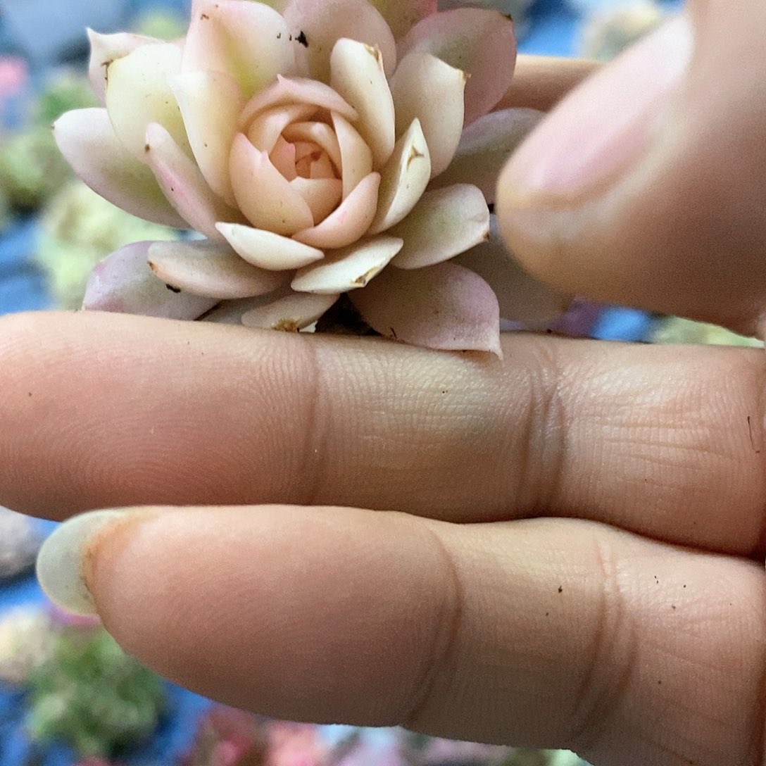 348粉蝶锦多肉植物哇啦塞