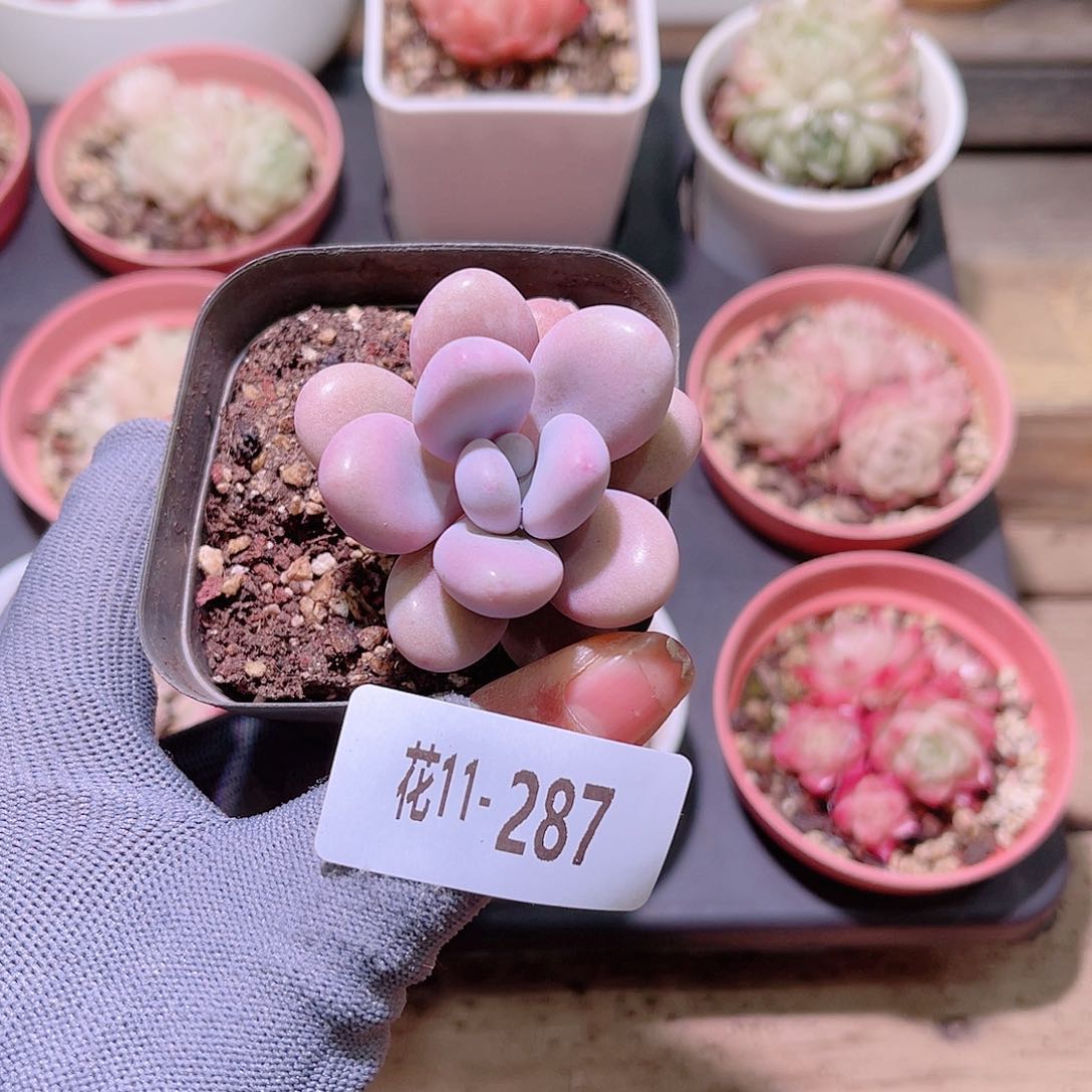 花11-287桃蛋单头