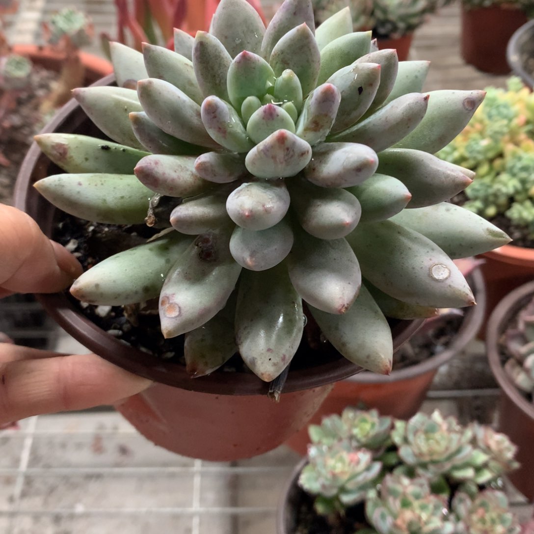 从**念所罗门多肉植物